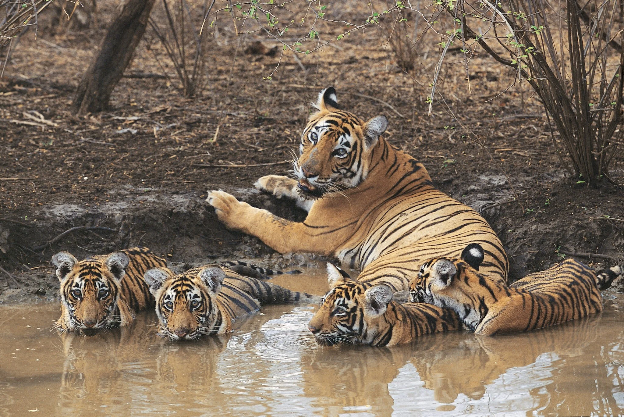 Tigress and cubs at the waterhole, Bandhavgarh, 2003