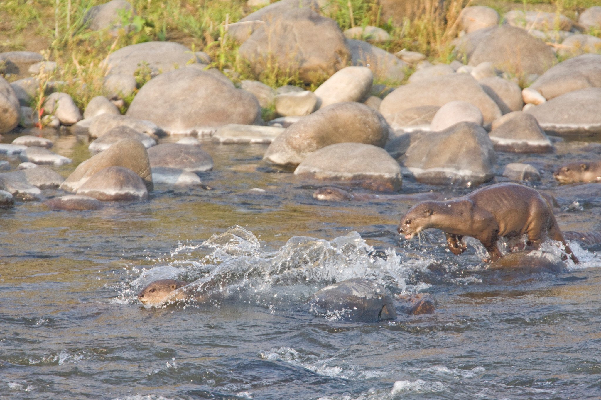 Racing through the shallows