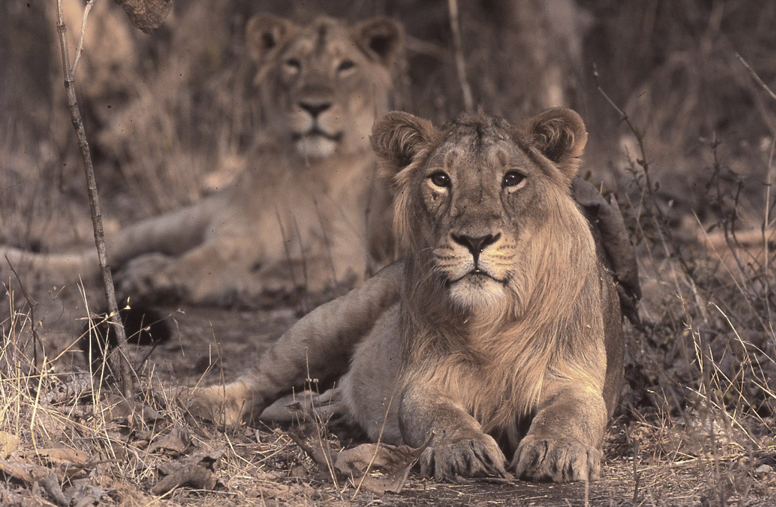 Lioness, Gir (film)
