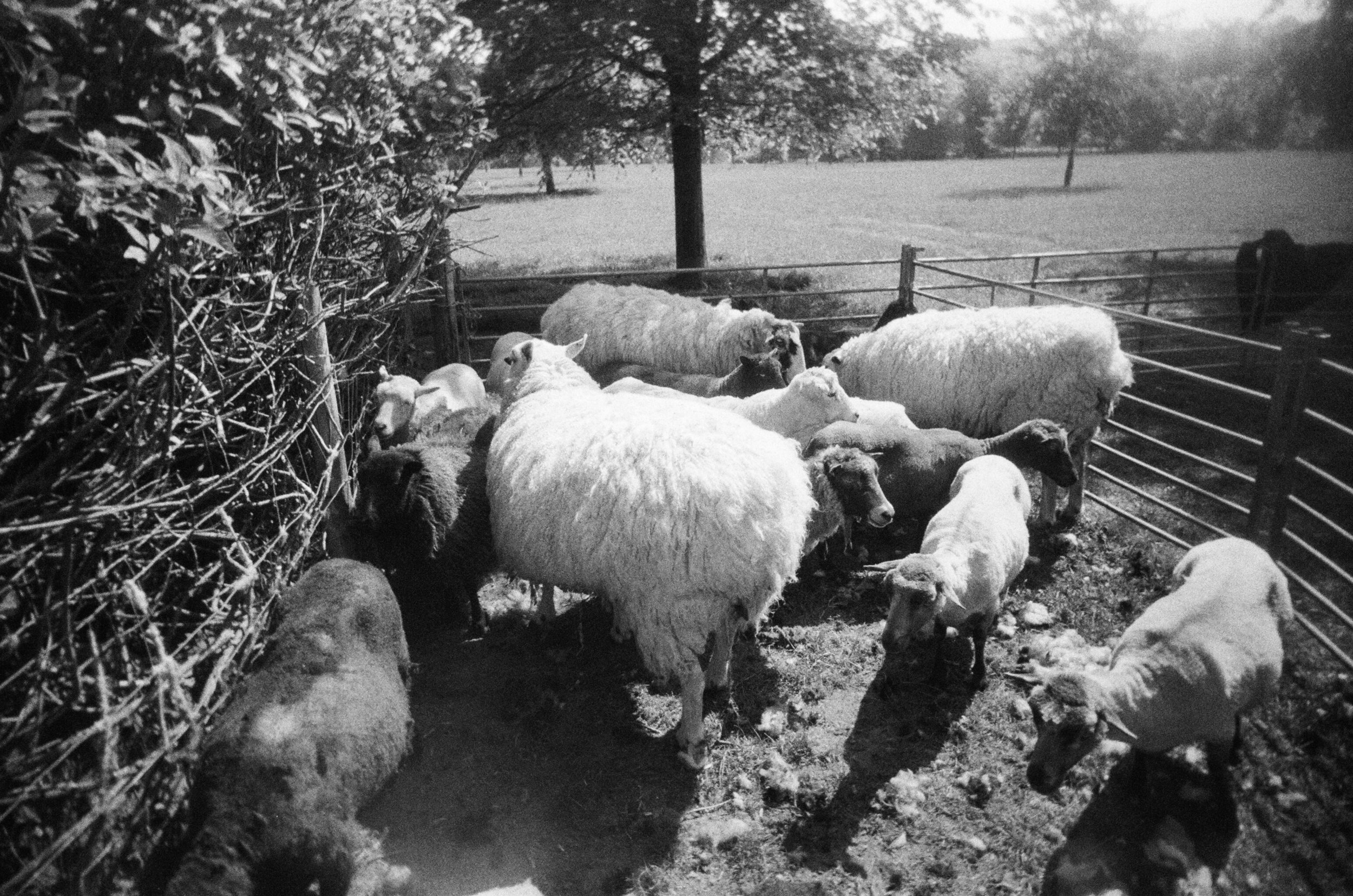 Black and white photo of sheep inside a fenced area, with trees and open field in the background.