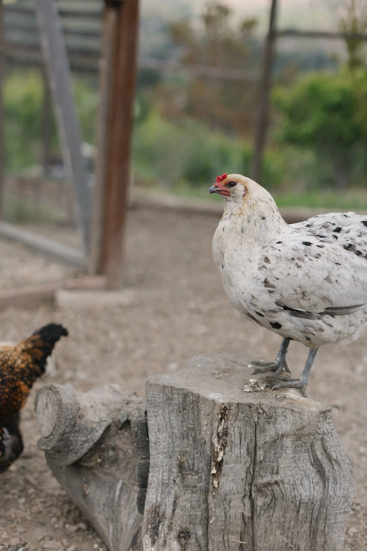 GabbieBurseth_carmel-valley-ranch-wedding_14.jpg