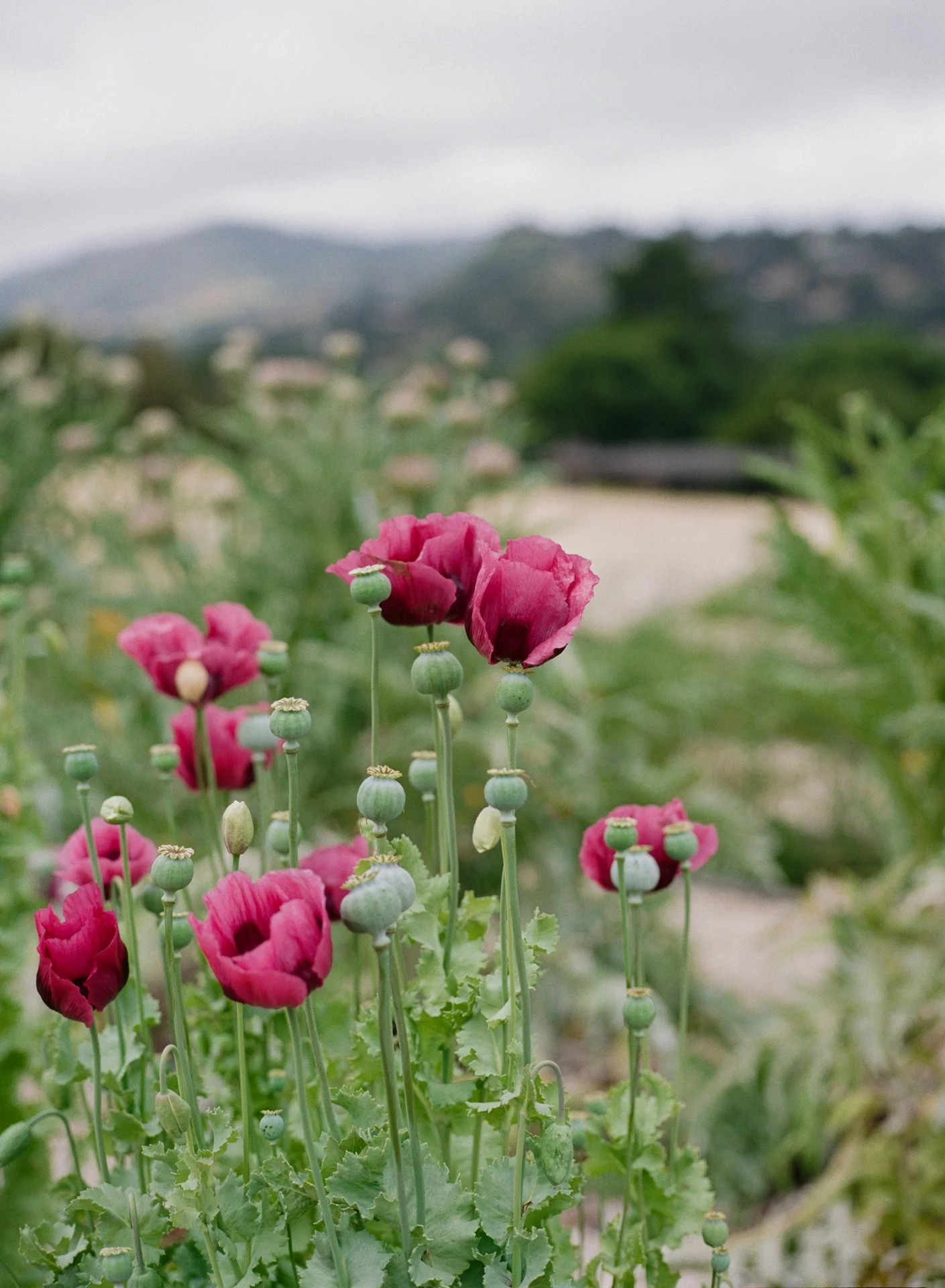GabbieBurseth_carmel-valley-ranch-wedding_41.jpg