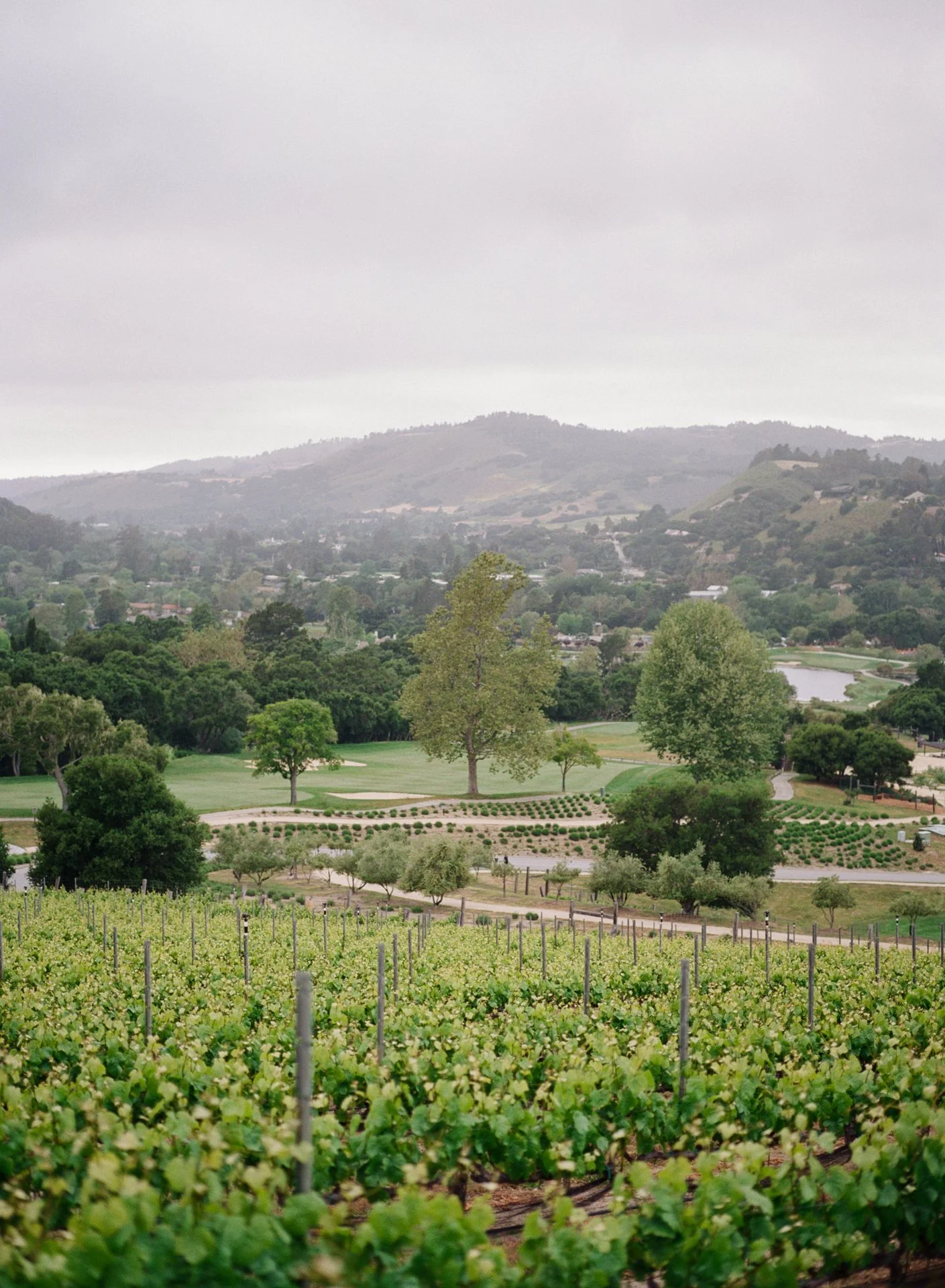 GabbieBurseth_carmel-valley-ranch-wedding_38.jpg