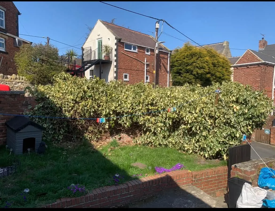 Garden before work
