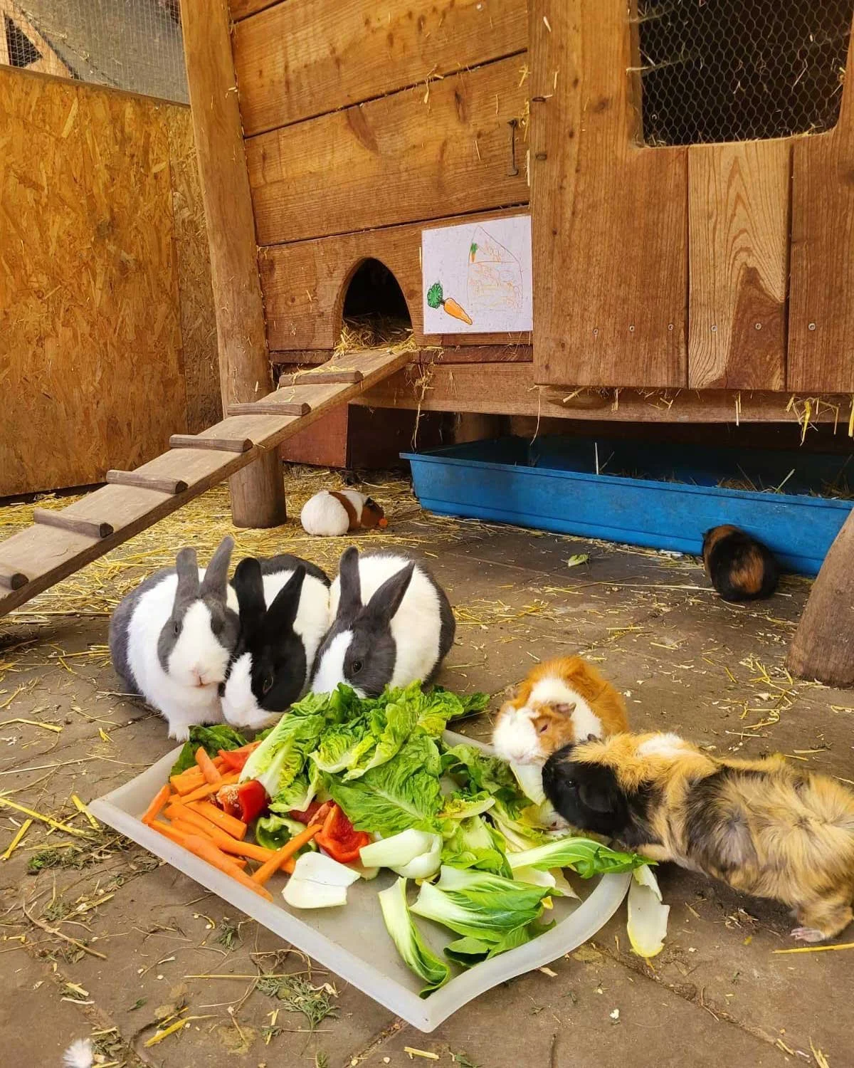 Tiergestützte Pädagogik