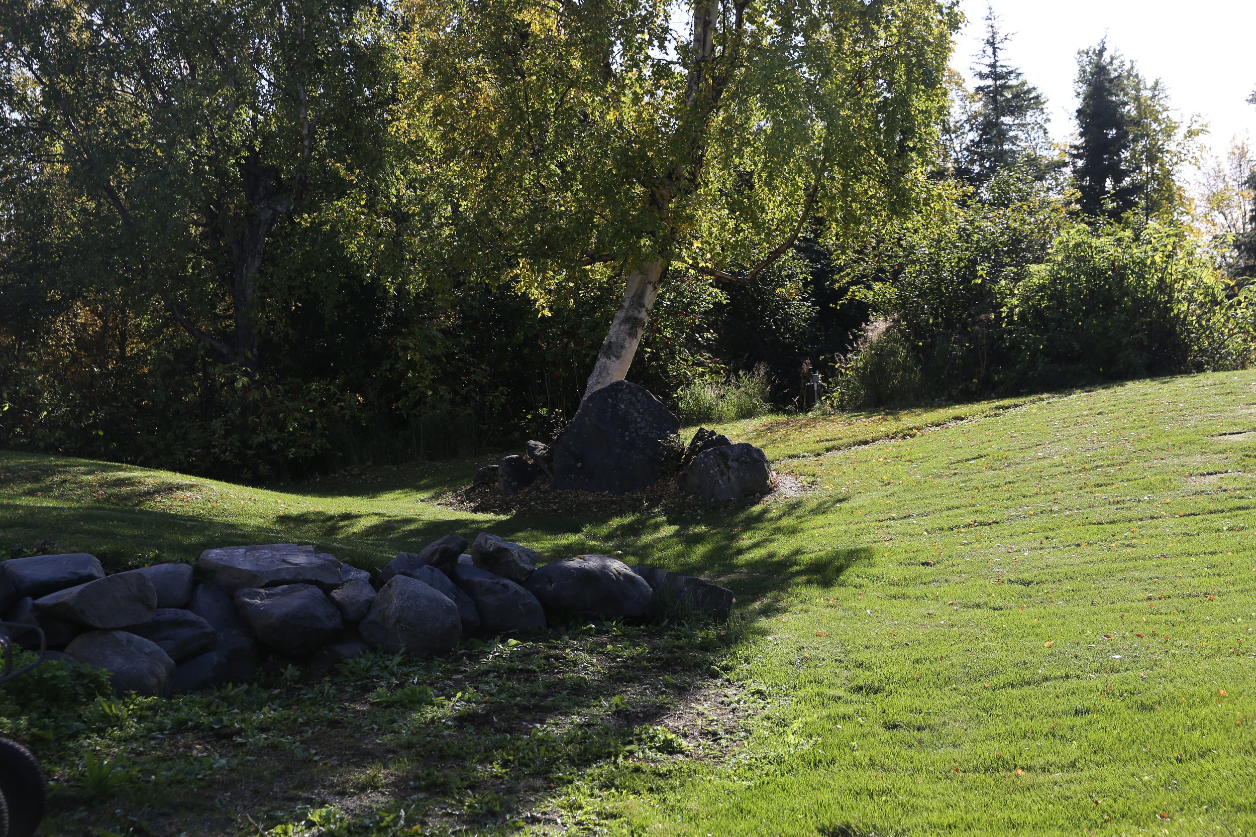 A park scene with green grass, large rocks in the foreground, and tall trees with dense green foliage in the background.