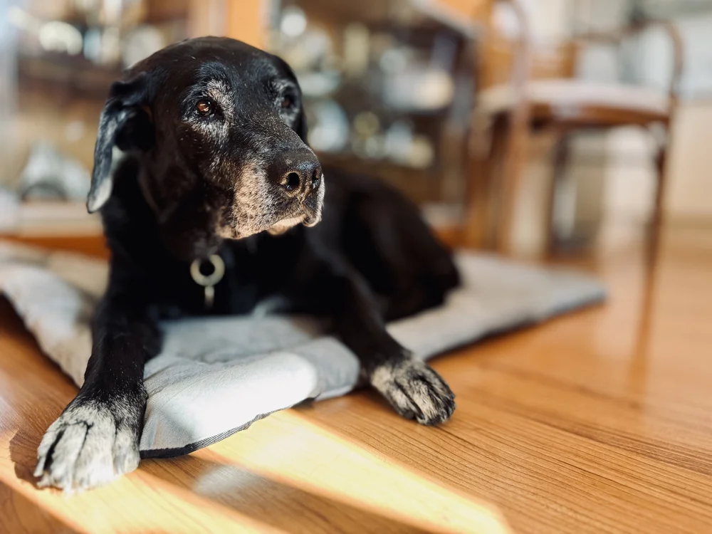 A much-loved older dog resting peacefully