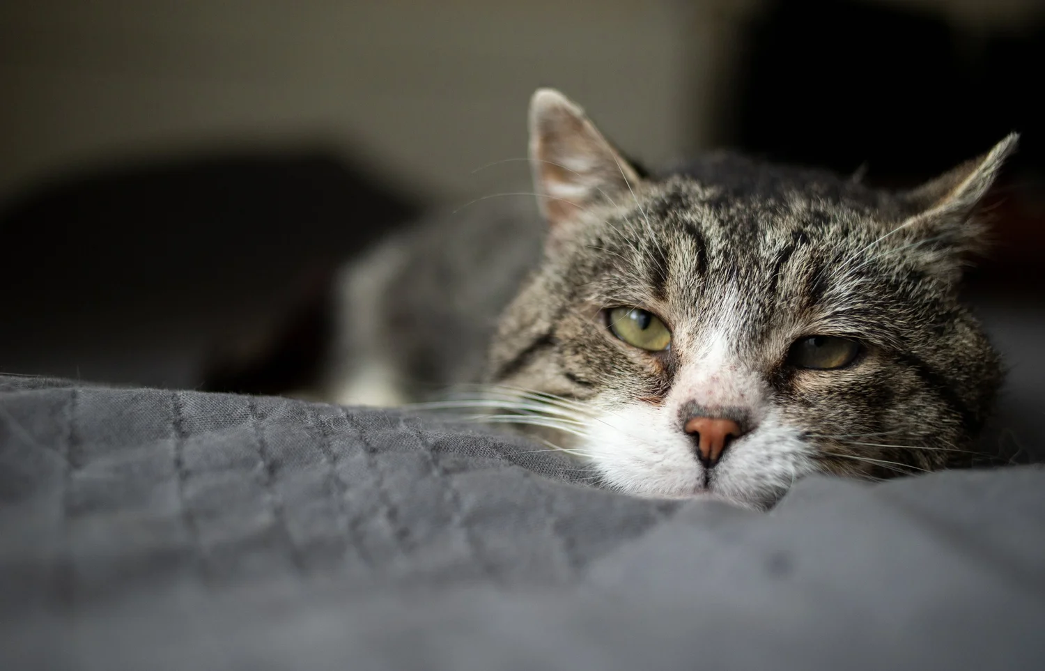 Older grey tabby cat resting on a bed at home