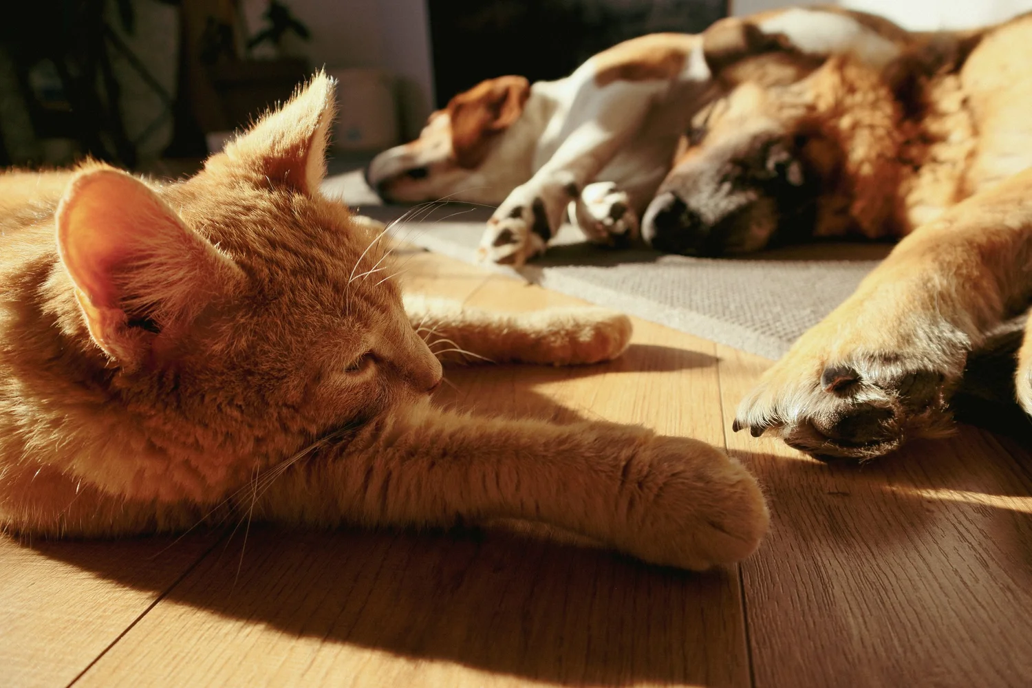 Ginger cat and two dogs resting together in sunlight at home