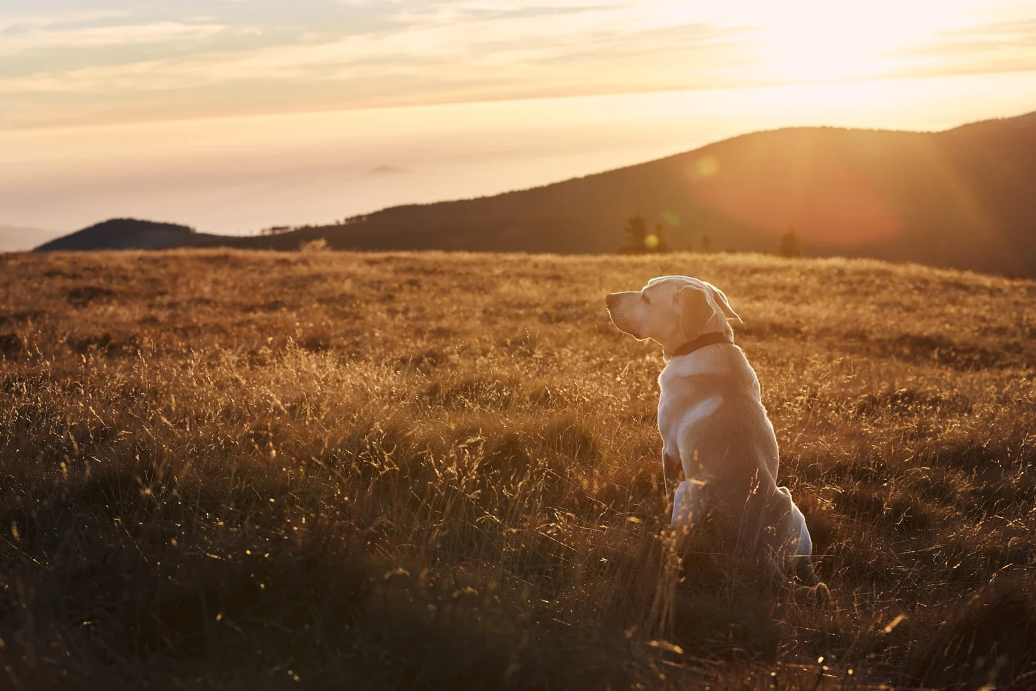 Dog sitting quietly in a meadow with mountains in the distance at sunset