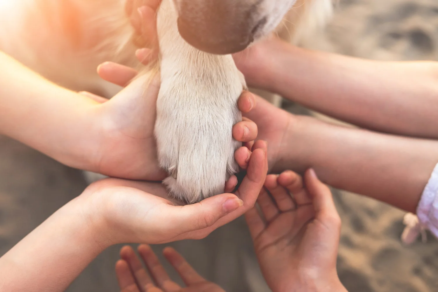 Hands gently holding a dog's paw at home