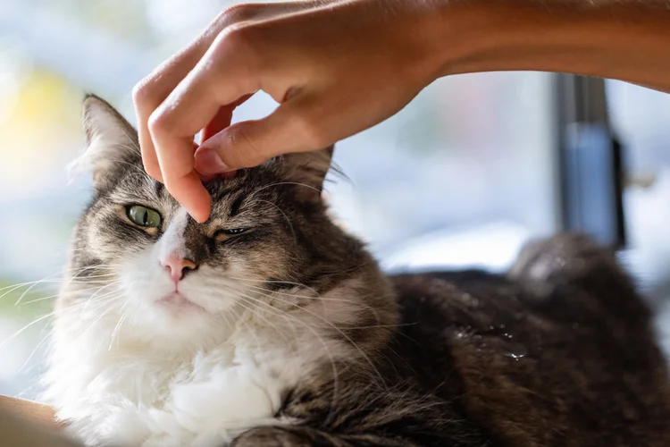A cat enjoying gentle attention