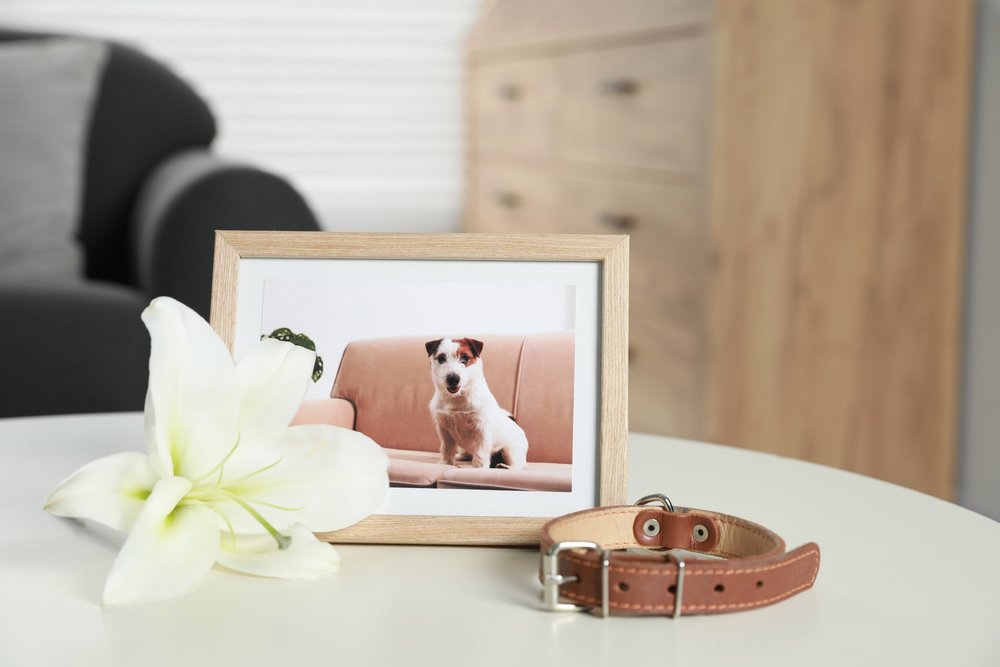 Framed photograph of a beloved dog beside its collar and a white flower