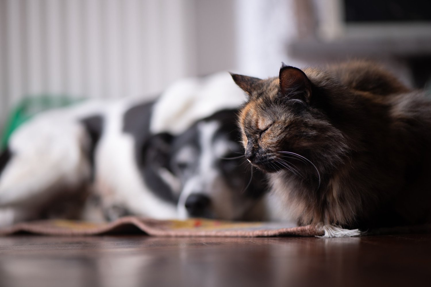 Dog and cat resting together at home