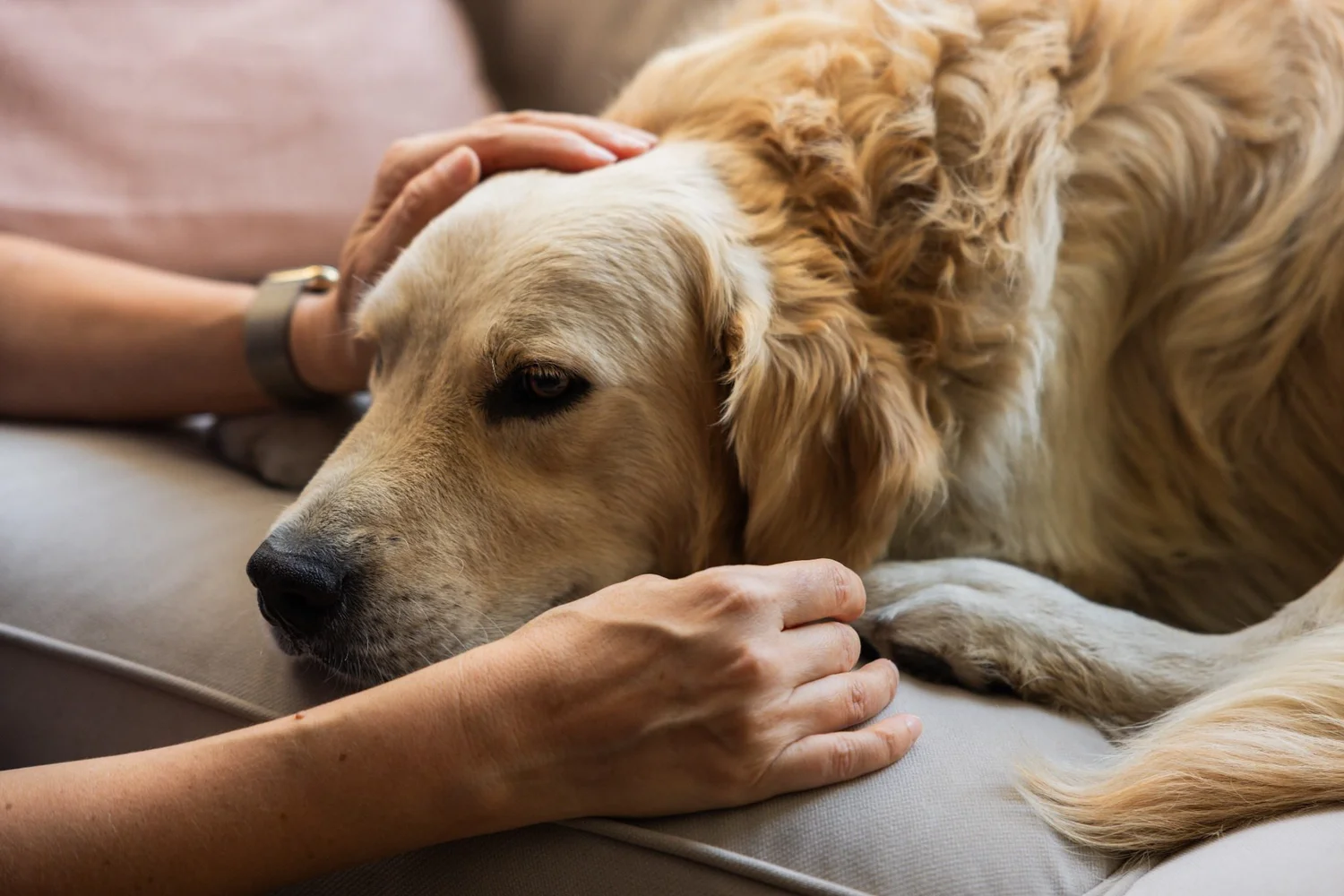 Golden retriever being gently comforted by its owner at home