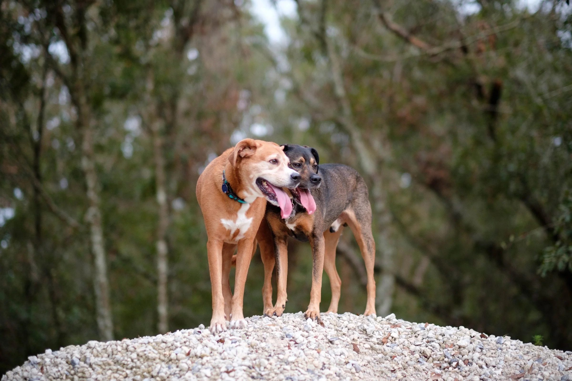 Coop&Grizzy_PAW-70.jpg
