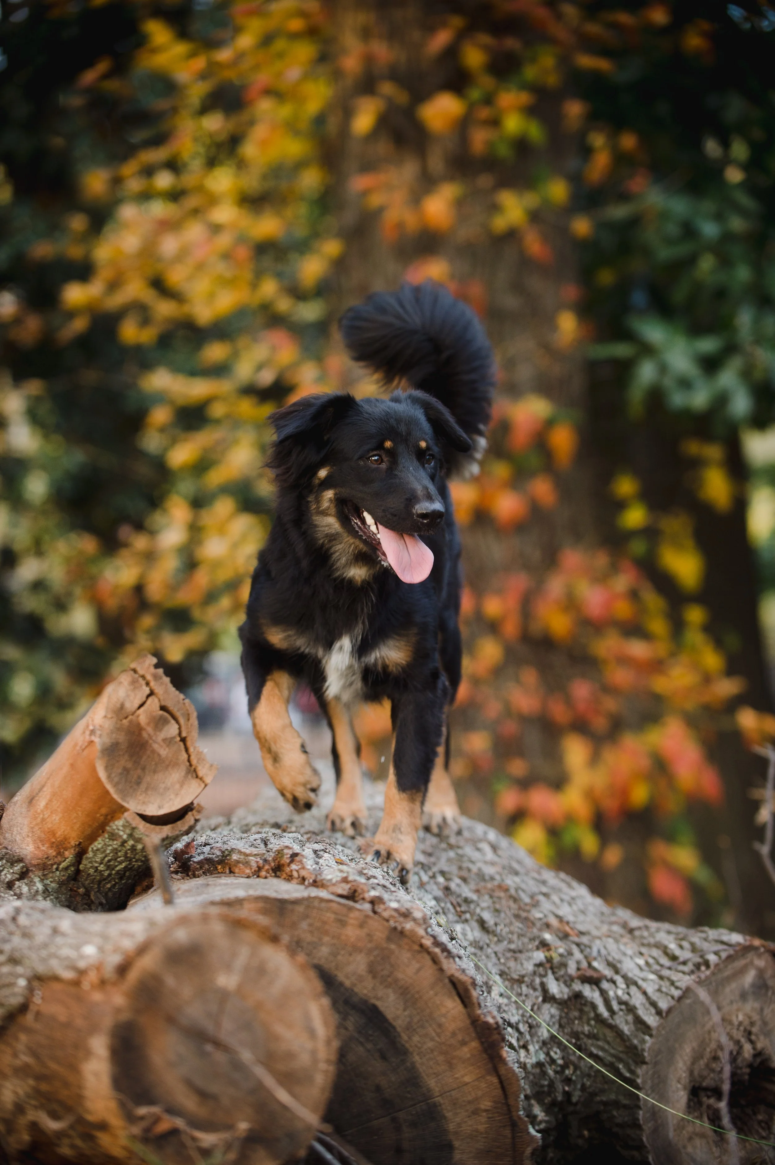 Dog and owner portrait