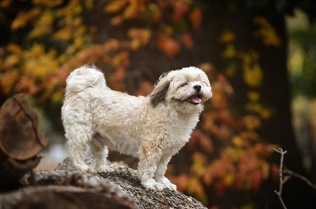Little dogs have adventurous bones too.jpg