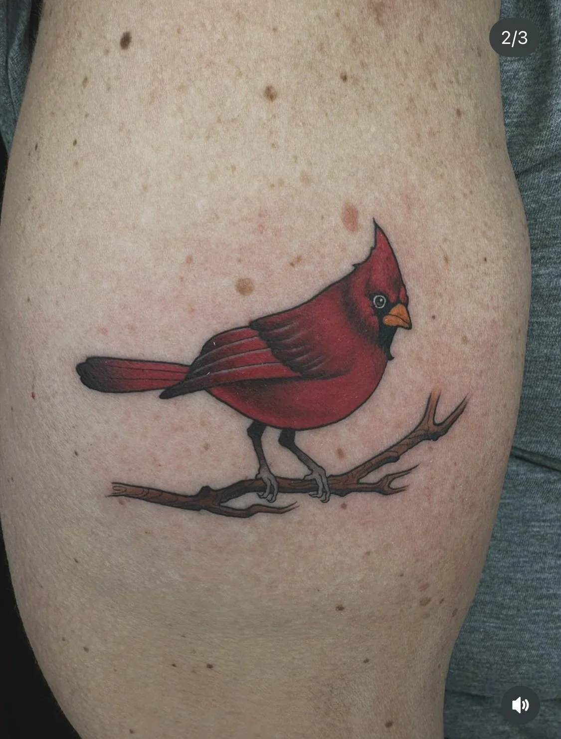 Color cardinal bird tattoo by Gonzalo Chavez