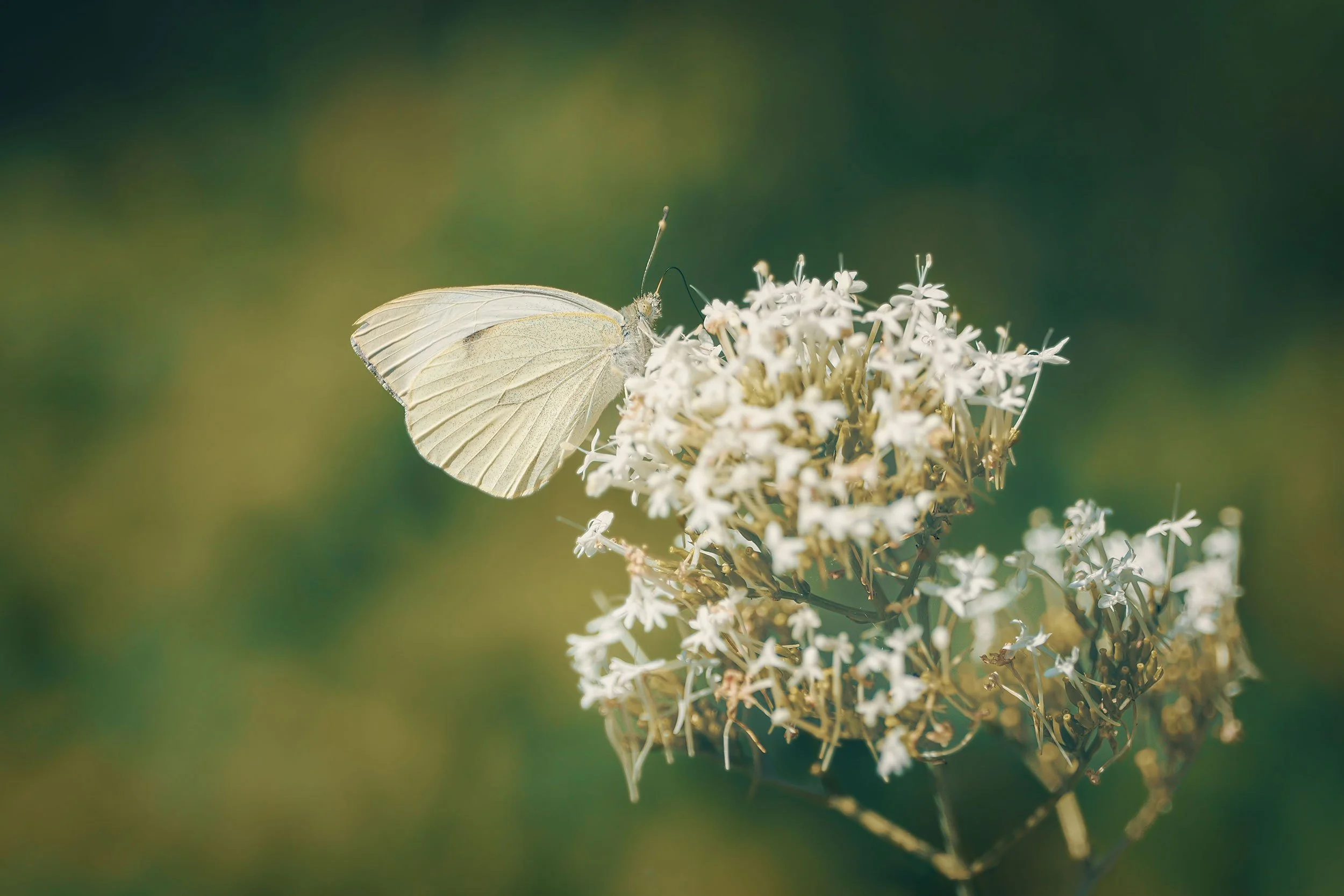 A white butterfly perched on a cluster of small white flowers with a green and blurred background.