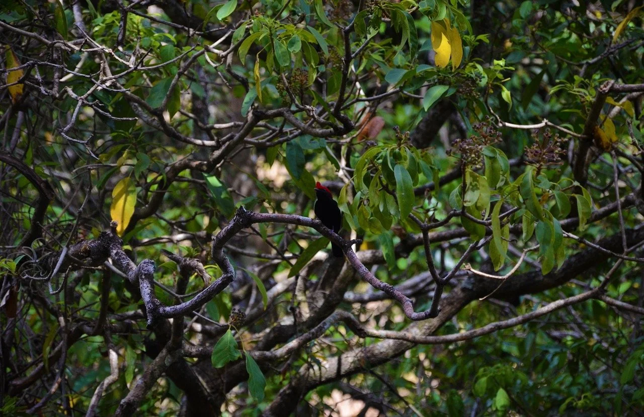 black bird Large.jpeg