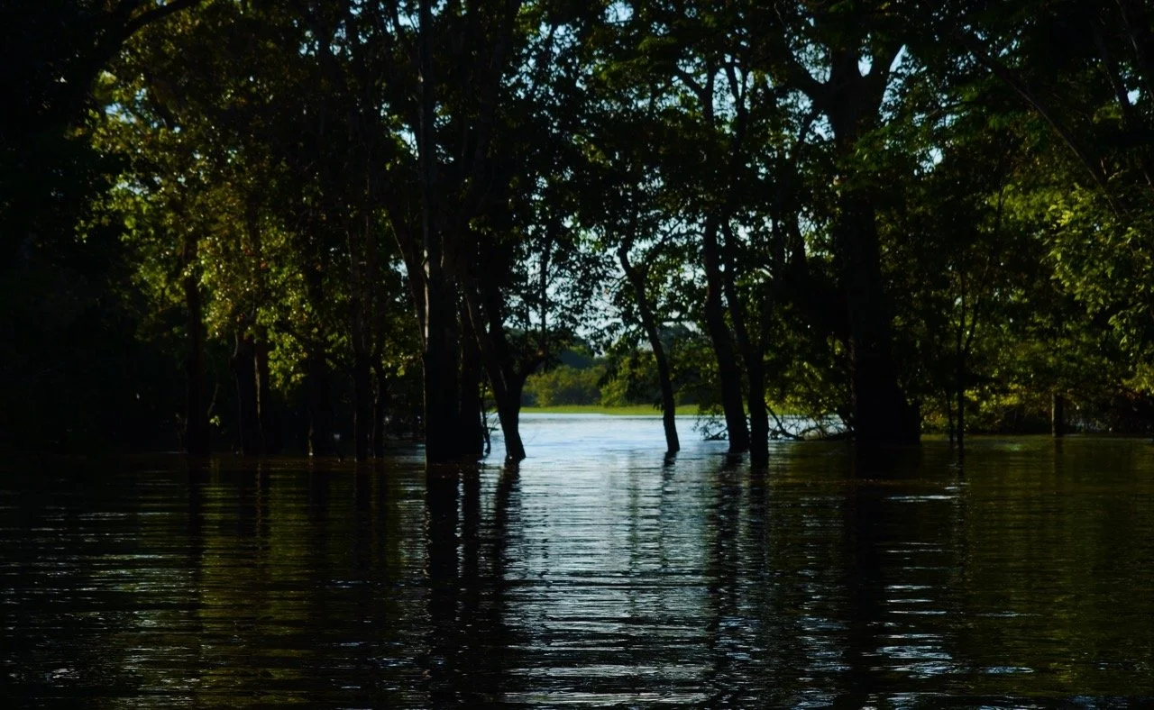 trees in river_ Large.jpeg
