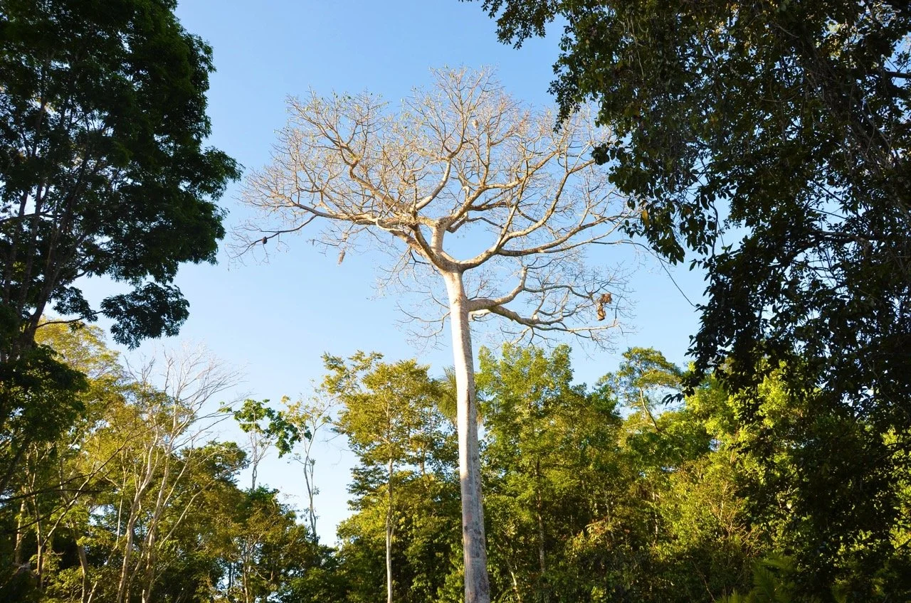 birch tree Large.jpeg