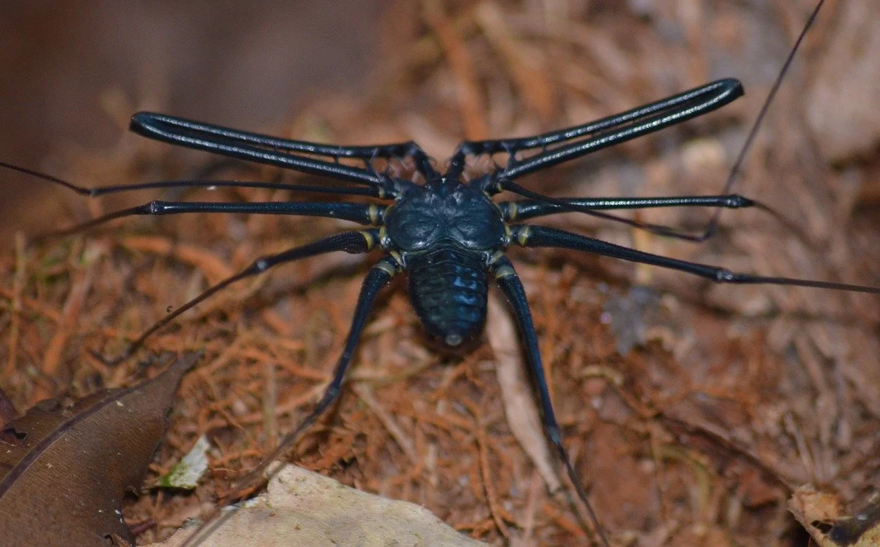 whip spider Large.jpeg