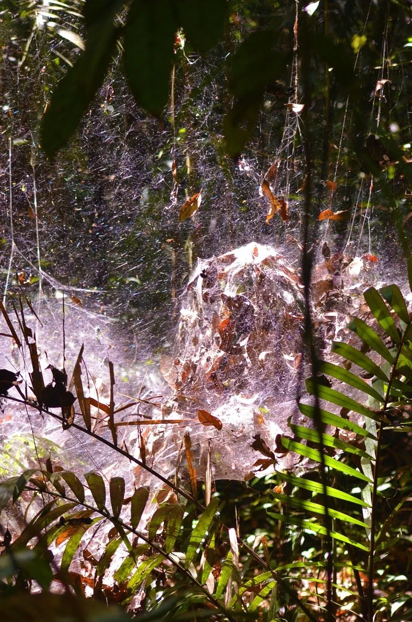 spider web Large.jpeg