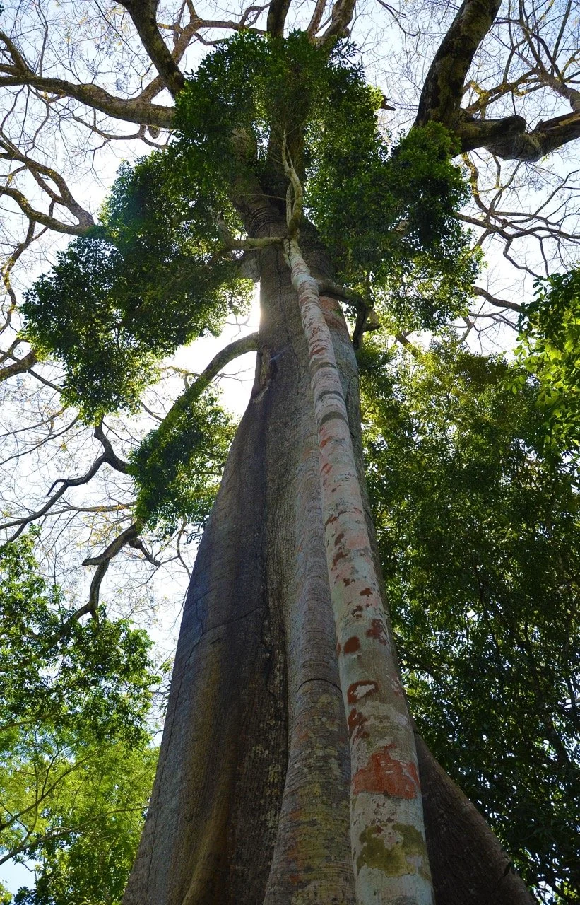 tall tree Large.jpeg