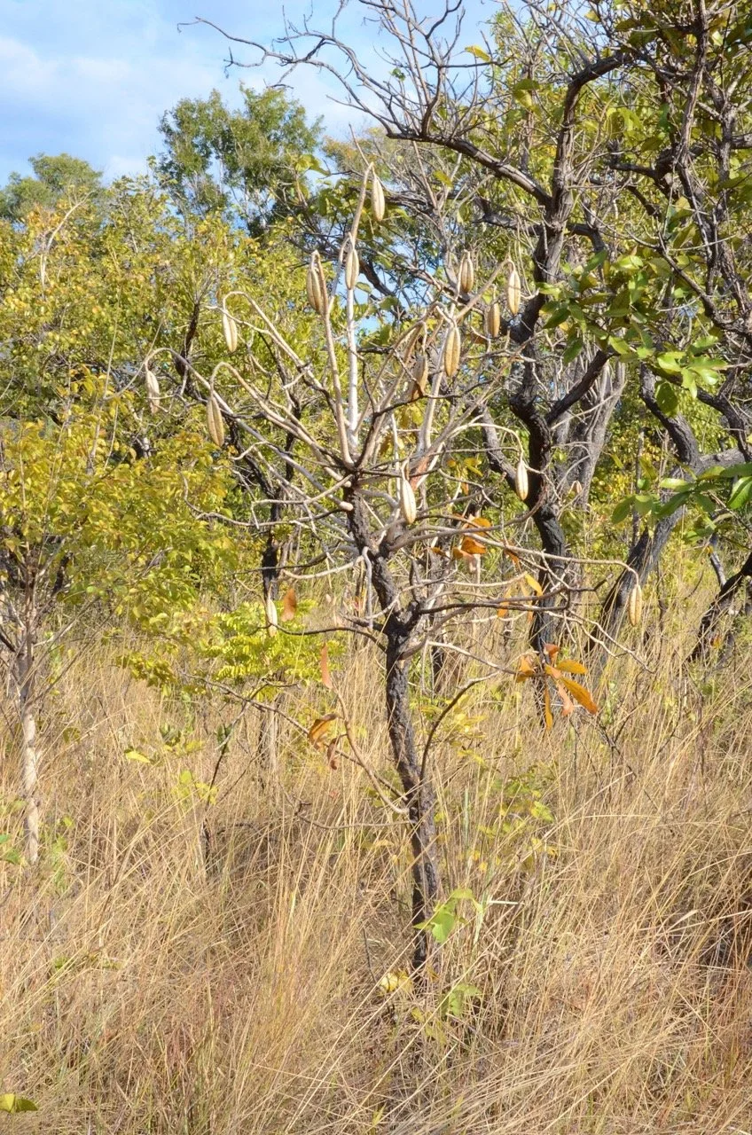 weird tree Large.jpeg