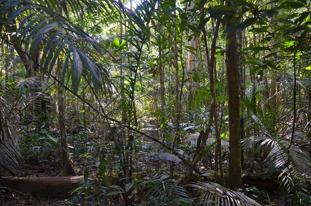 forest Large.jpeg