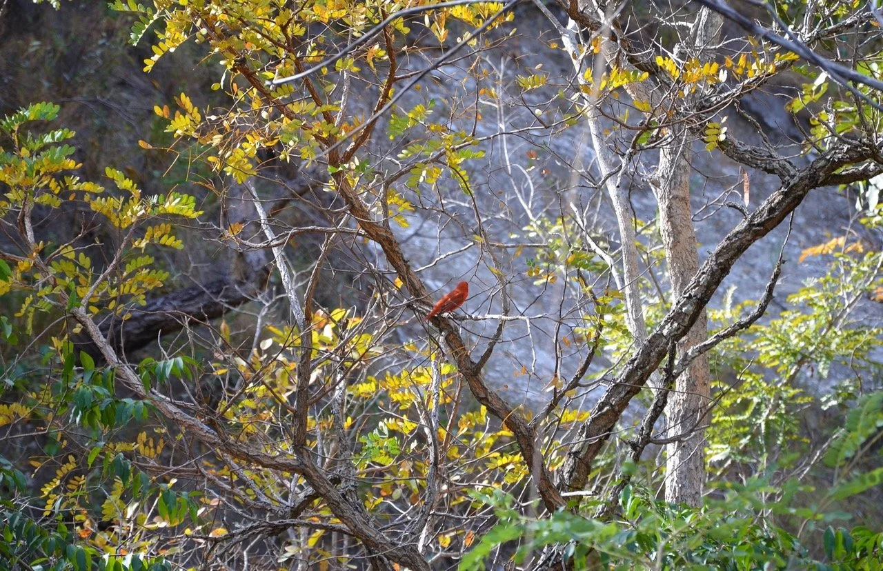 red bird Large.jpeg