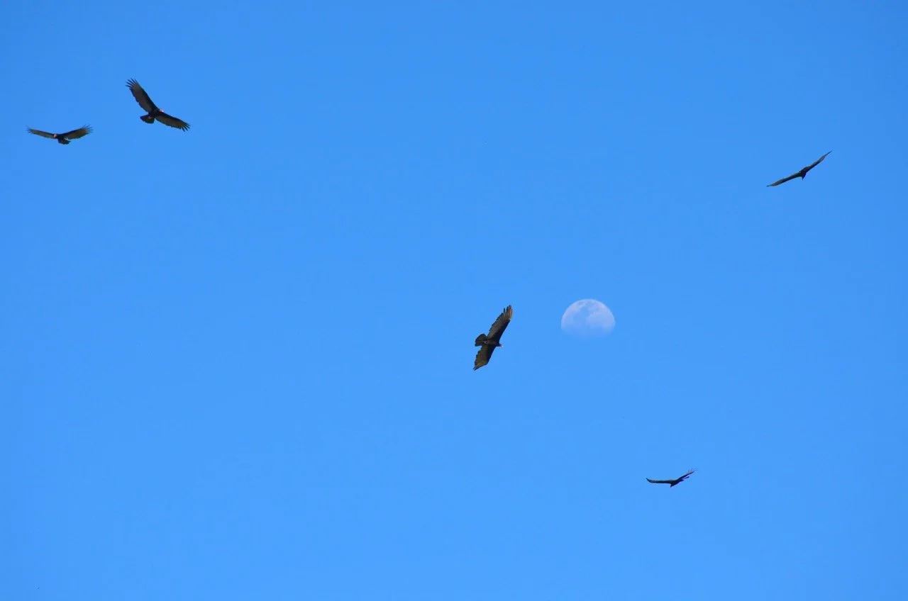 birds and moon Large.jpeg