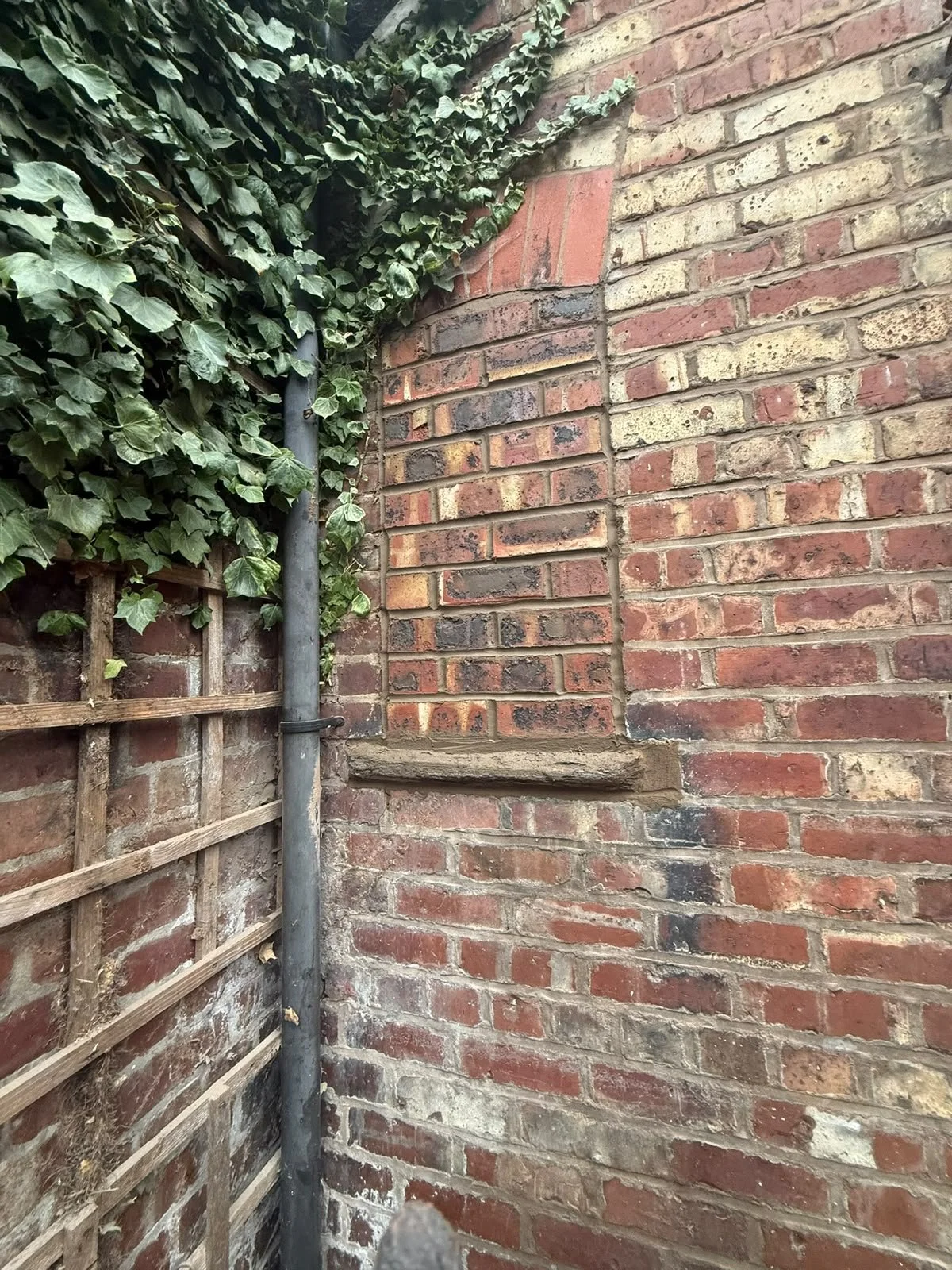 Close-up of a corner with brick walls, some ivy growing on the left wall, a metal pipe running vertically, and a wooden lattice on the left side.