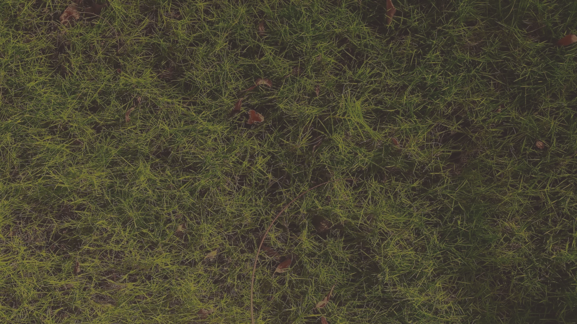 Close-up of green grass and small plants on the ground.
