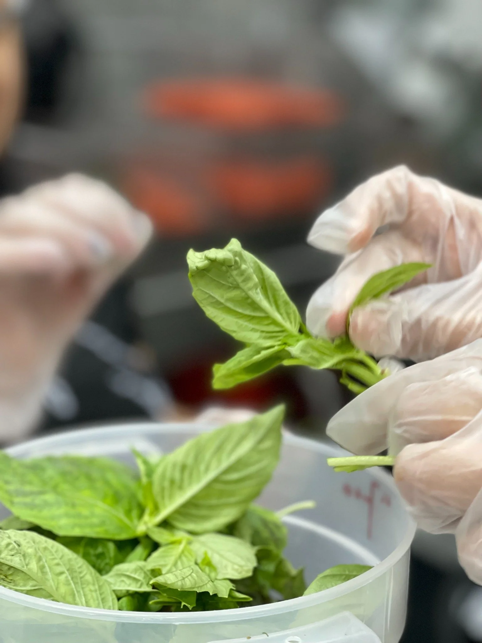 Gloved hands handling fresh basil leaves during food preparation.