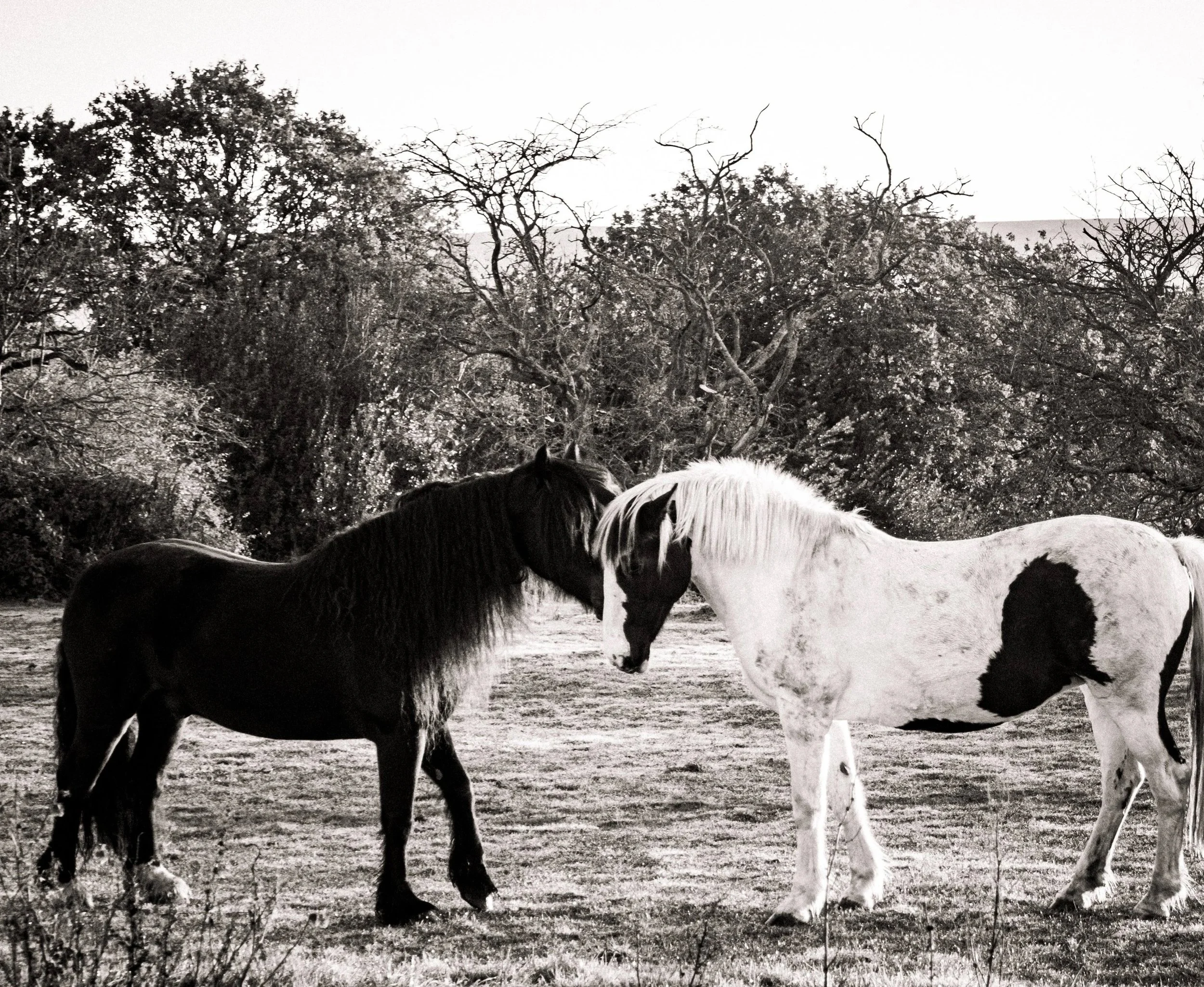 DSCF8814.jpg