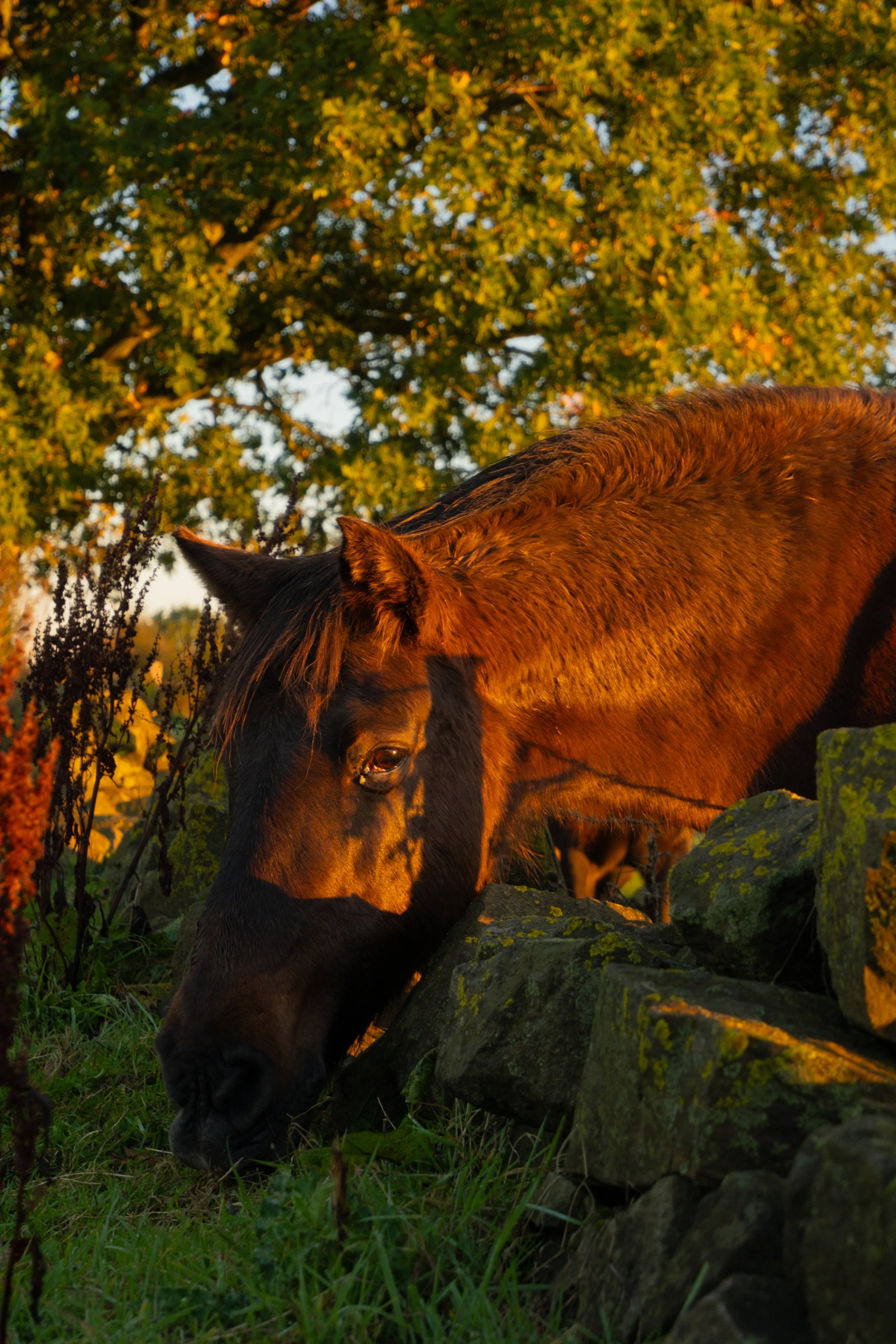 DSCF8975.jpg