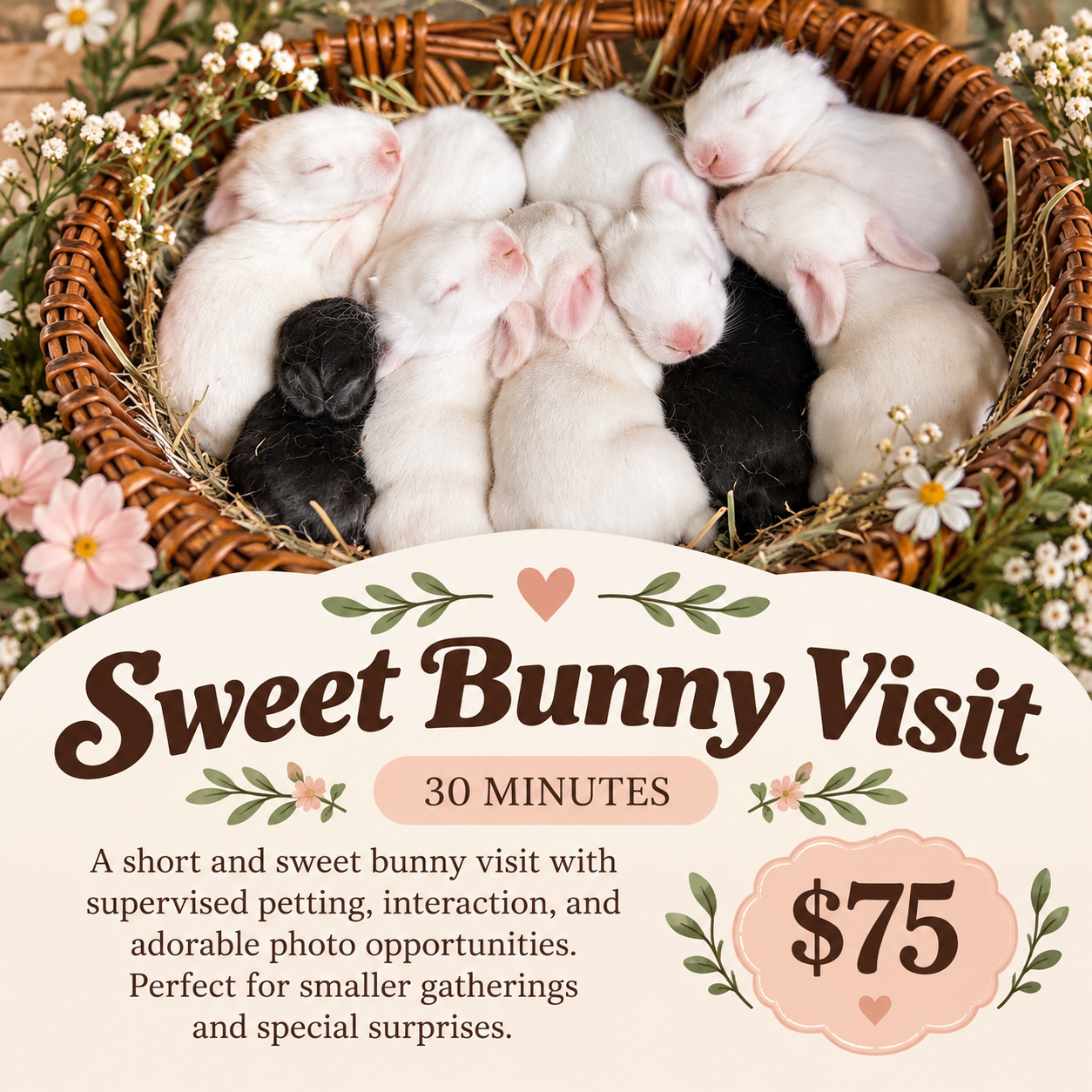 sweet bunny visit