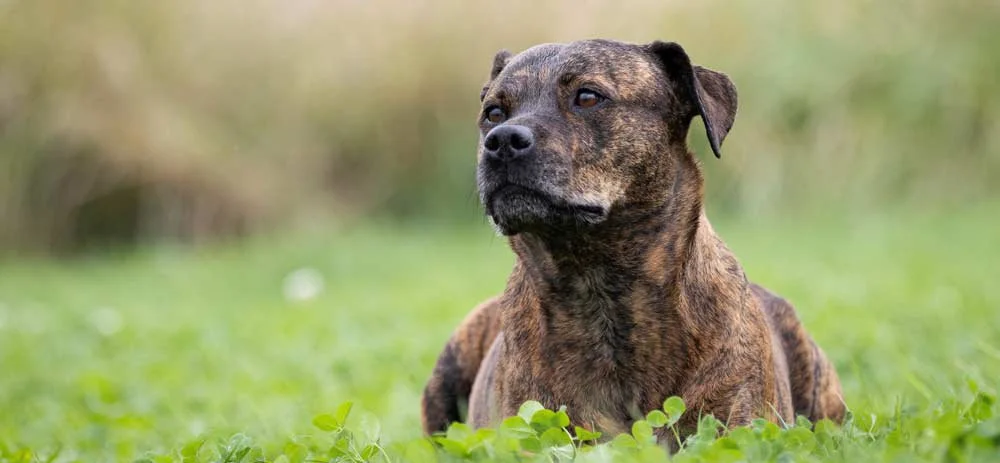 A dog with a brindle coat lying on green grass in a natural outdoor setting.