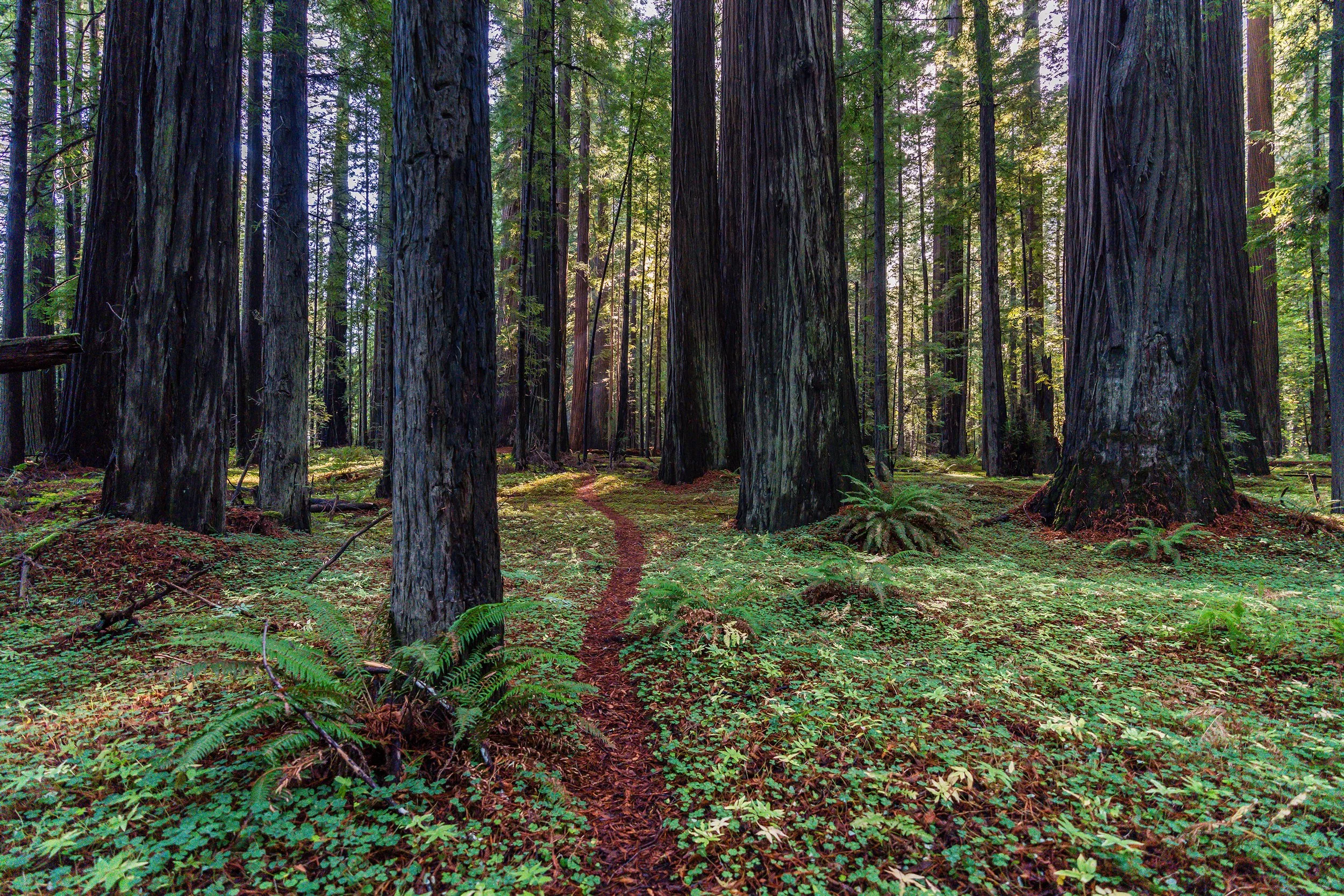 An image of Humboldt Tree Path