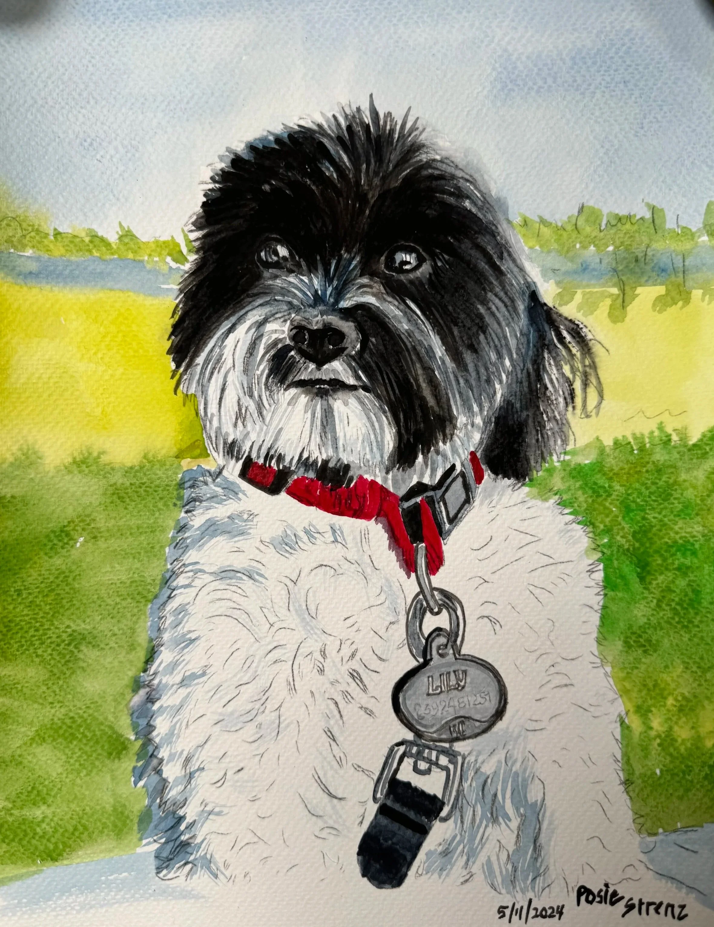 IMG_6198+havanese+Gin+.jpg