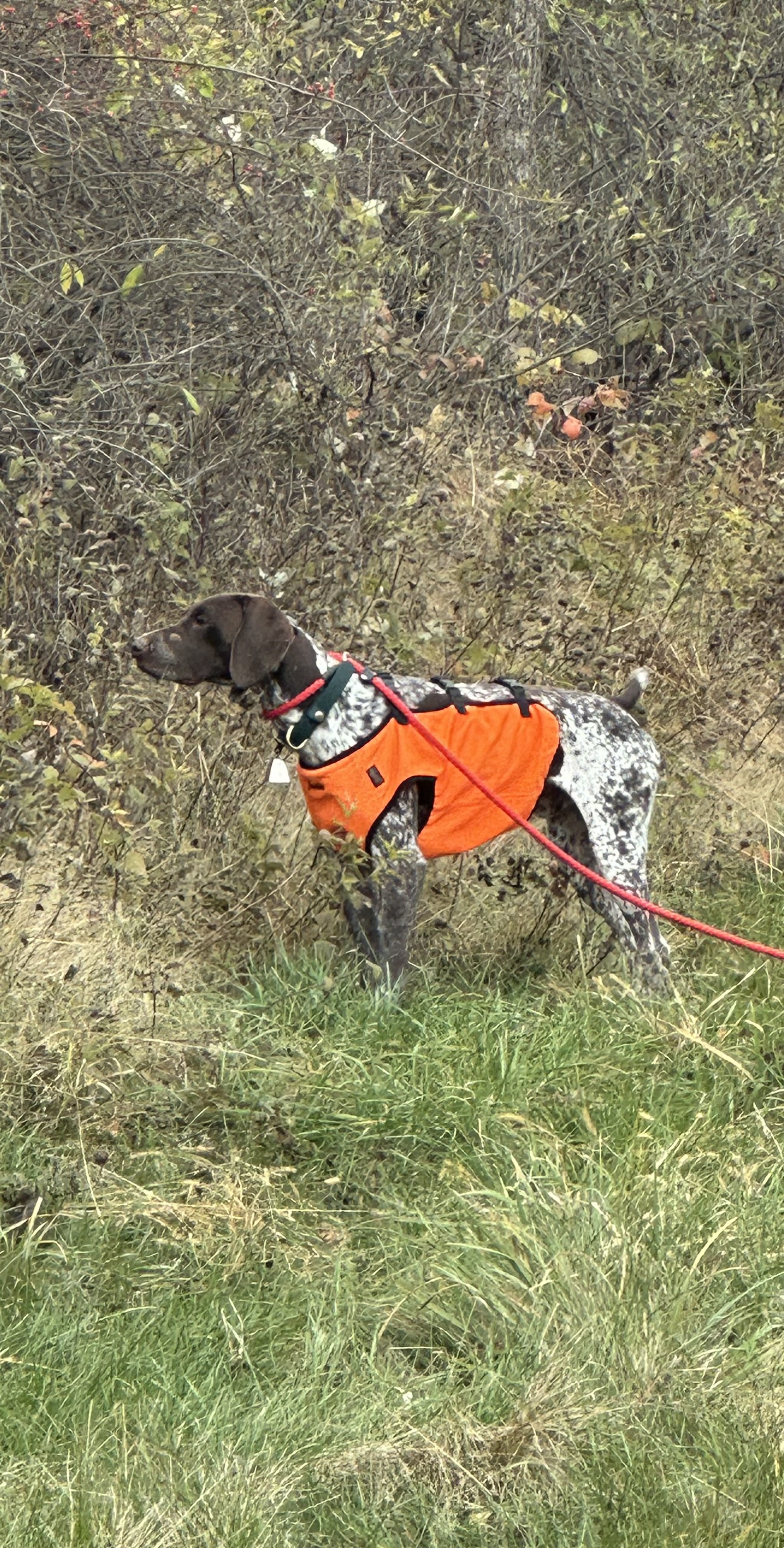 IMG_2833.jpeg