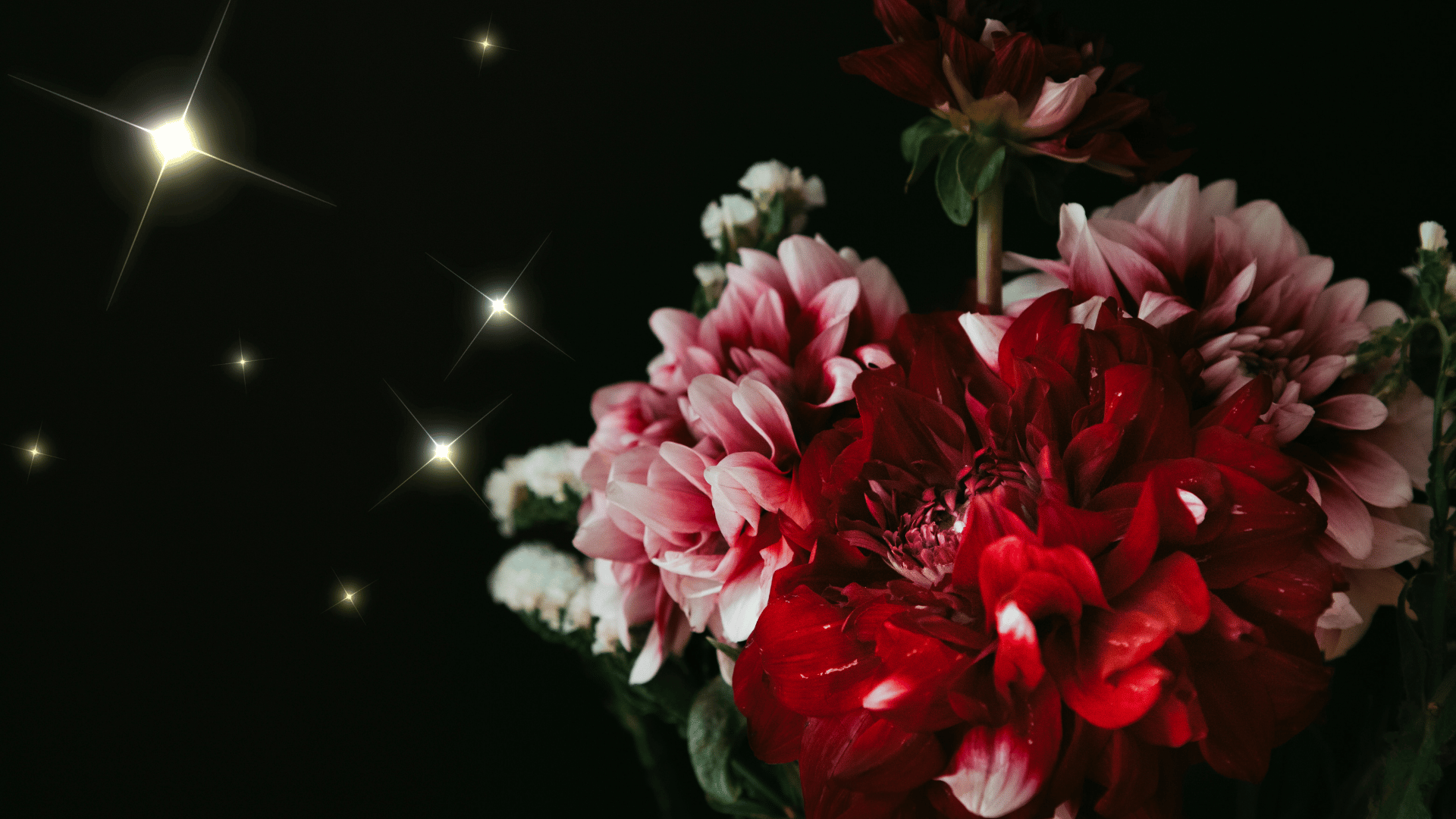Close-up of red, pink, and white dahlias against a black background with star-like light flares.