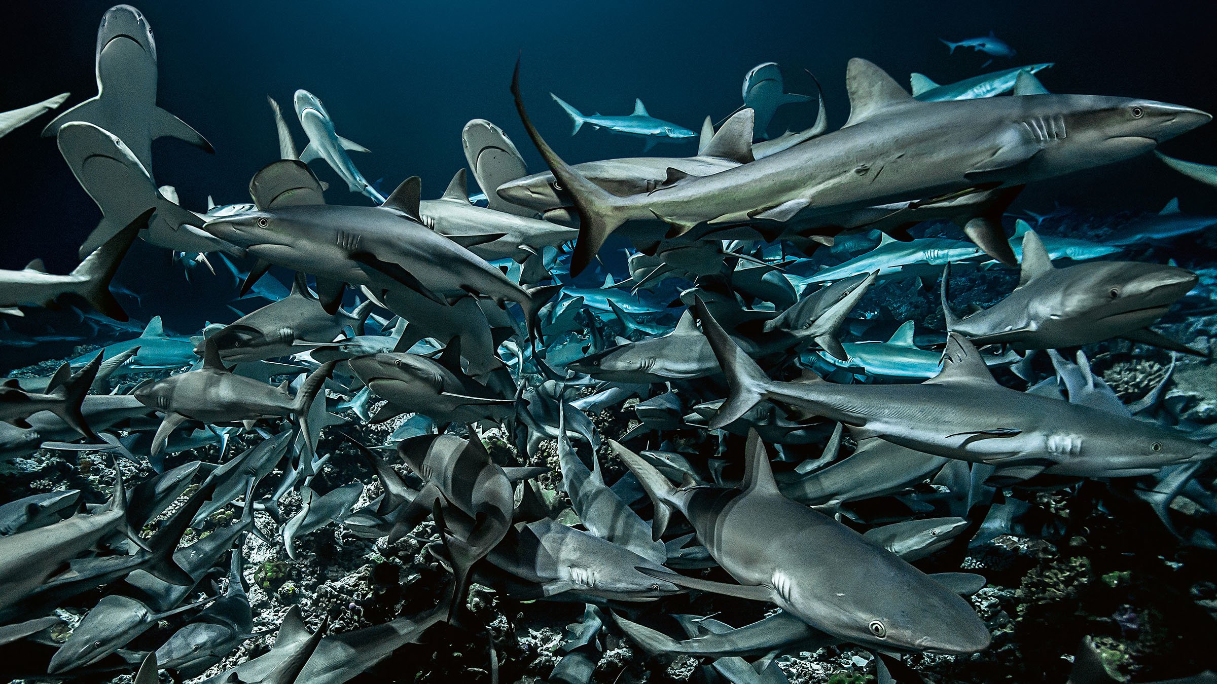 Sharkfest