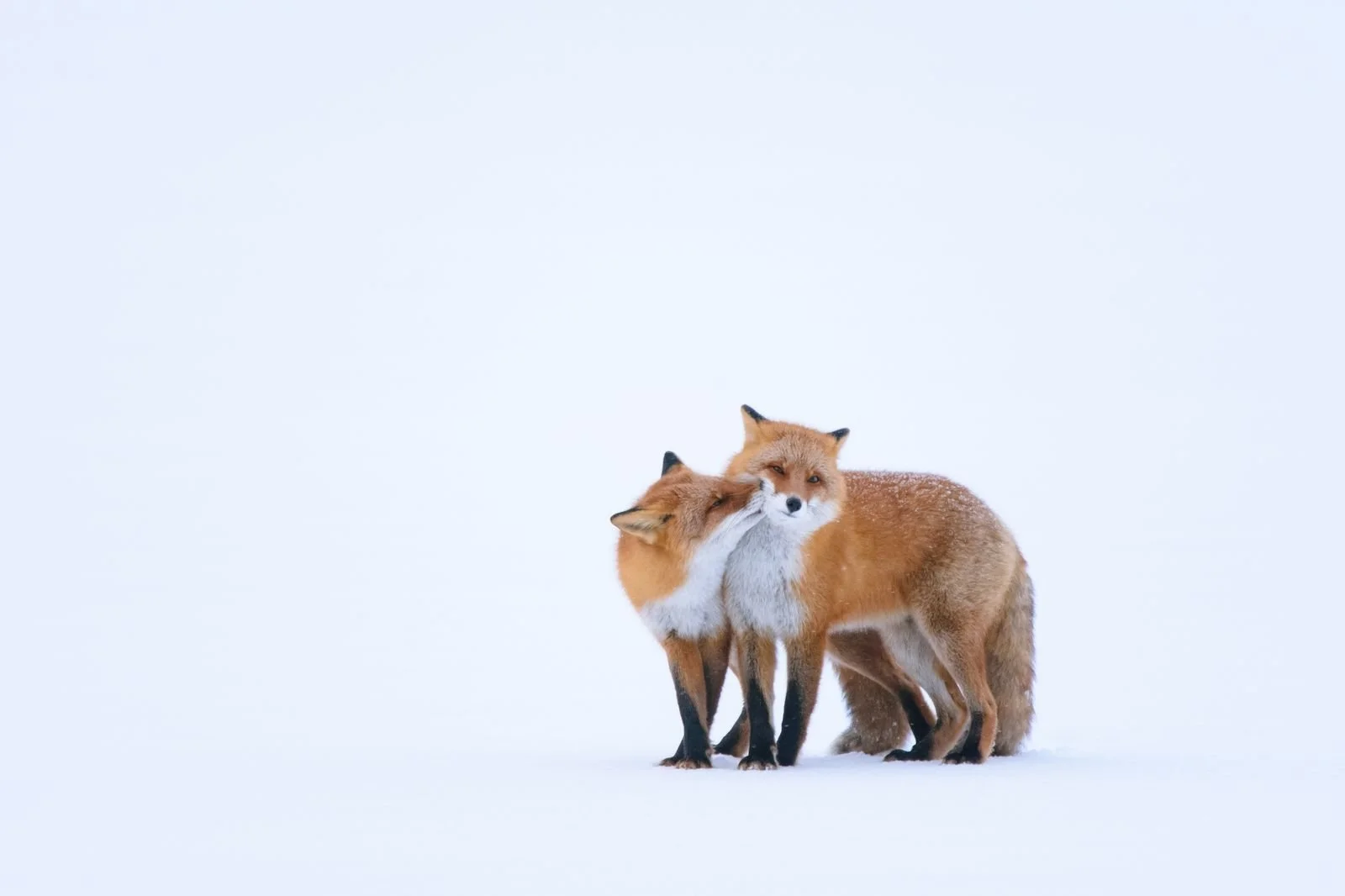 Conservation & Impact