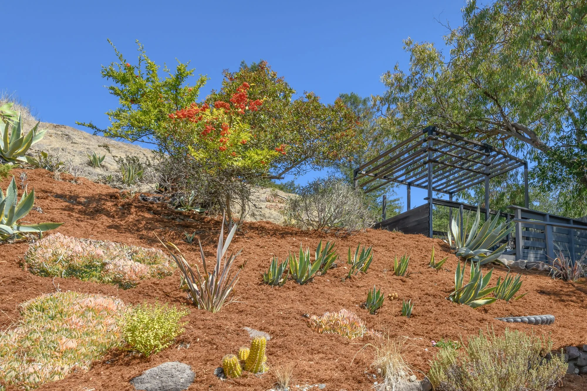 A hillside garden with drought-tolerant plants, succulents, and cacti, featuring a metal pergola, under a clear blue sky.