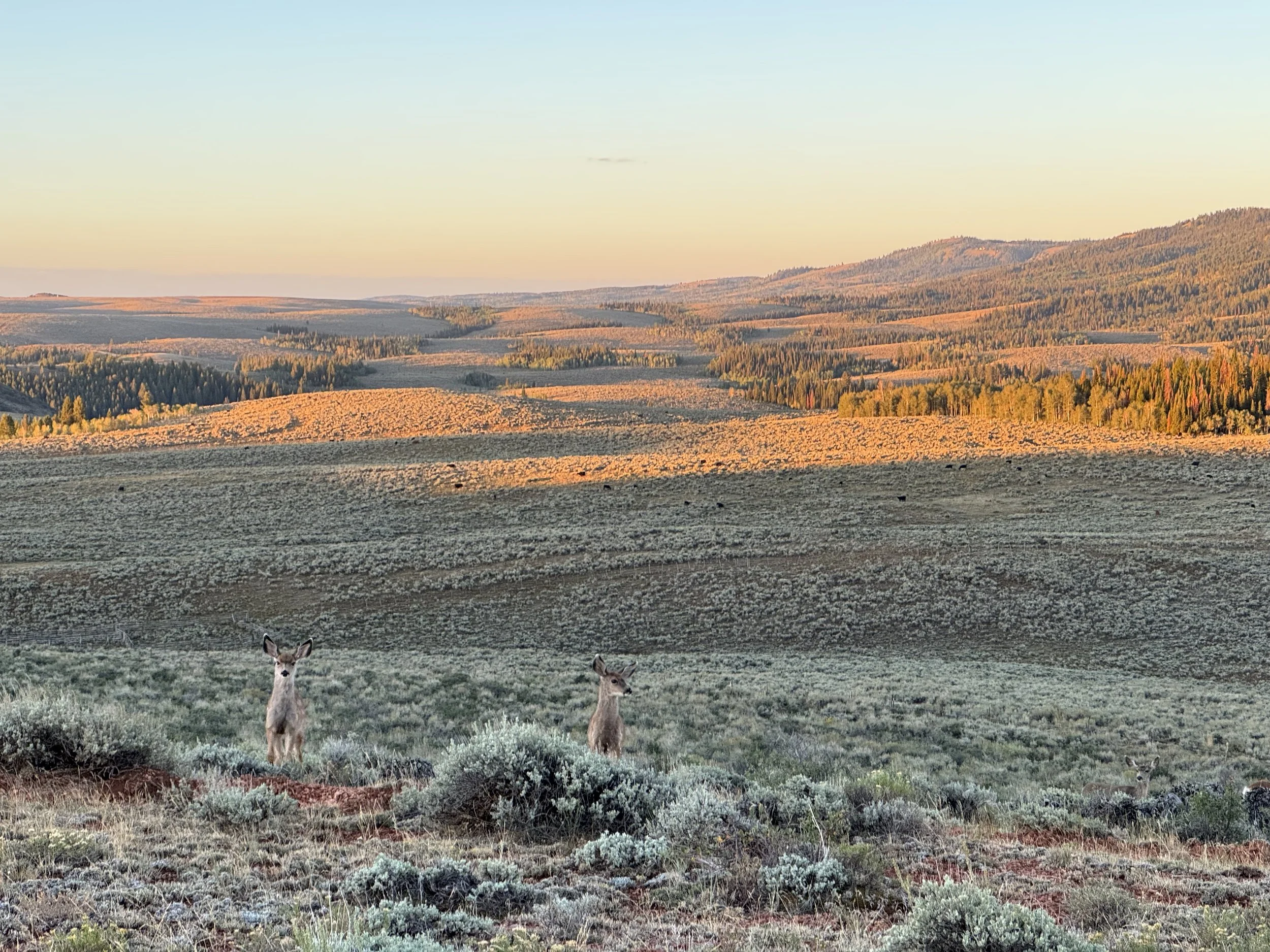 A landscape scene with distant rolling hills and a forest of trees, including some red and yellow fall foliage, under a clear sky. In the foreground, two deer are standing in a grassy, bushy area.