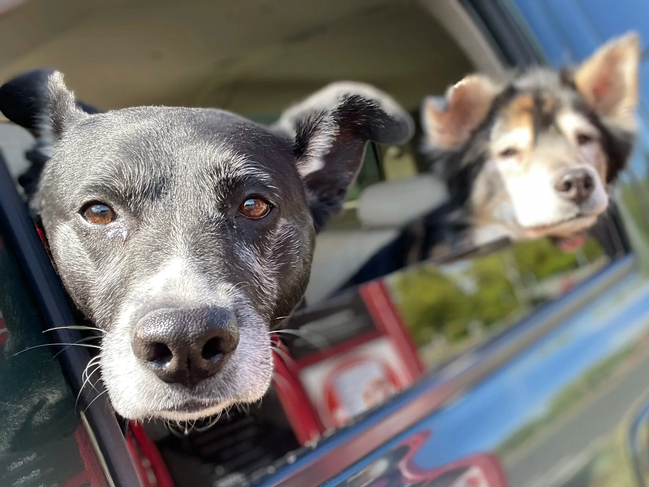Close-up of two dogs looking out from a car window, with a blurry background of a clear blue sky and green trees.